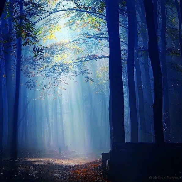 dailyfantasybynelleke迷踪森林