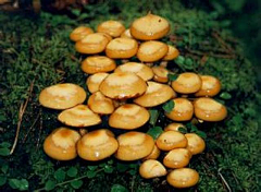 竹林老道采集到菌菇