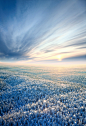 Aerial view of winter forest during sunset.