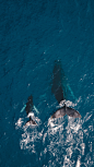 两条黑鲸在水中游动 _地产照片素材采下来_T2019522 #率叶插件，让花瓣网更好用_http://ly.jiuxihuan.net/?yqr=15168599#