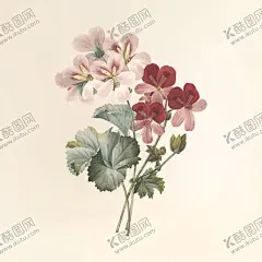 花纹 【酷图网】花纹,花,花纹花朵,手绘花纹,本草,手绘画,牡丹花,玫瑰花,茉莉花,手绘花,手绘,手绘插画,本草纲目,绿色植物,美丽花纹,插画,绘画,园艺,牵牛花,手绘牵牛花,木槿花,郁金香