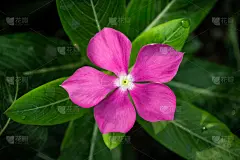 小长春花