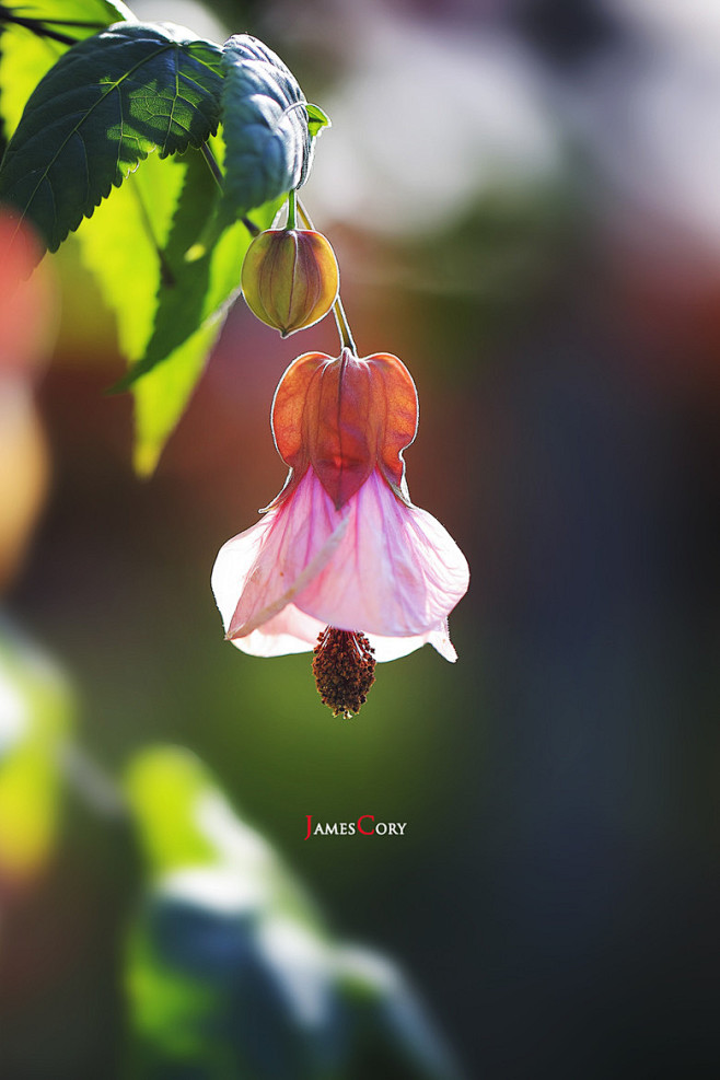 Photograph Abutilon....