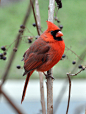 Photograph Cardinal Outside My Window by Mark Luftig on 500px