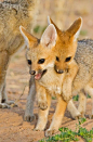 #狐狸#Cape Fox brothers, Botswana (by Hendri Venter)