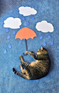 13000053986311、creative、cute、cat、umbrella、萌宠、猫咪