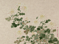 Sixteen Varieties of Foreign Chrysanthemums, album leaf, Qing dynasty (1644-1911)|The Palace Museum