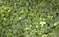 garden green plants wallpaper (#2219350) / Wallbase.cc