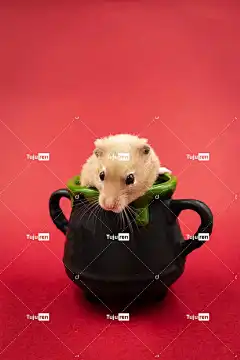 仓鼠 啮齿动物 美丽的壁纸 动物 野生动物 可爱的动物 宠物