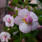 Achimenes ' Tamara Khorkina '