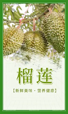 榴莲插画  - 源文件下载【酷图网】手绘榴莲,榴莲,榴莲插画,榴莲微信,榴莲字体,榴莲展板,榴莲树,手绘榴莲树,手绘水果,水果插画,水果海报,水果店,榴莲包装,榴莲标签