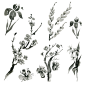 Oriental plants: sakura, willow, cherry, iris, spica, hand drawn