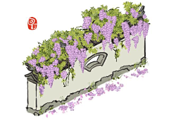 绿蚁梅子酒采集到小江南