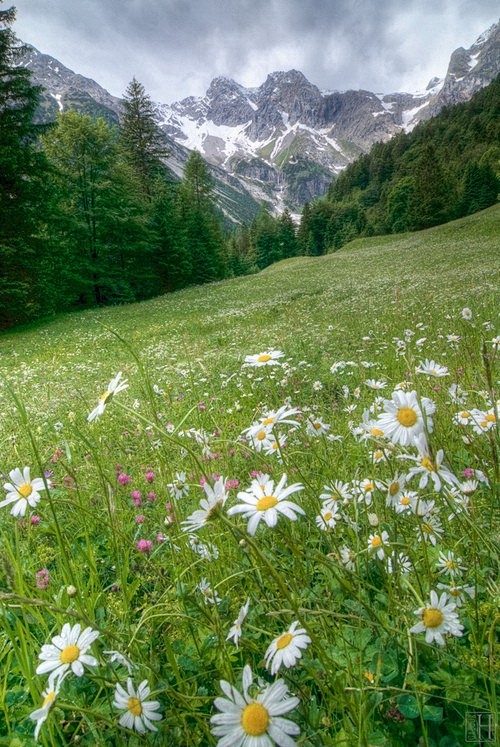【瑰丽欧罗巴】阿尔卑斯山脉的雏菊