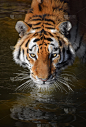 西伯利亚虎,注视镜头,特写,虎,阿穆尔豹,老虎幼崽,孟加拉虎,垂直画幅,水,高视角