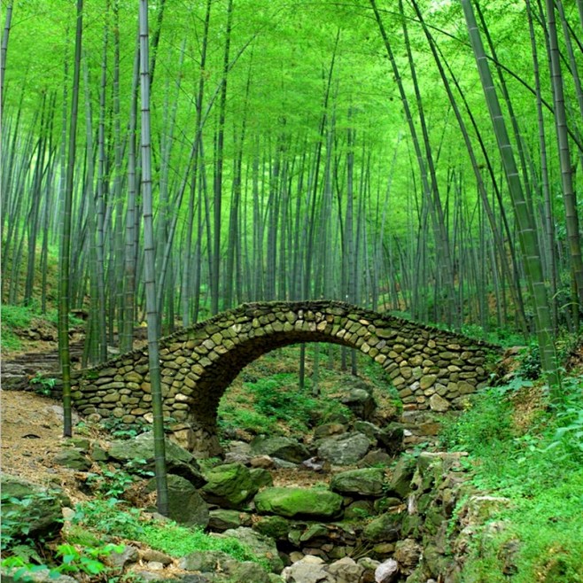 抖音快手主播直播拍段子风频背景布竹林路视...