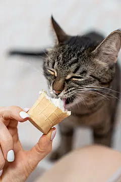 点击来源直接获取大图文件 |可爱的小猫有趣地舔着华夫饼杯中的冰淇淋