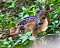 New Life : Out getting some wildlife shots and I saw all three lots of deer in the same area and was lucky enough to see one born.  Long lens, heavy day.Only just got round to sorting them out.