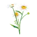 小雏菊