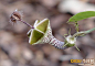 降落伞花学名为“Ceropegia woodii”。这种奇异植物的花朵呈现降落伞形状，内部的花瓣好象灯丝一样连接四周，花朵中心就像是一根毛茸茸的棒棒糖从内部伸出。整个花朵收拢起来就会形成一个管状物，边缘有许多细小的茸毛向外伸展。当有昆虫被花朵的气味吸引而来时，就会被管状物包裹其中，从而成为降落伞花的营养餐。不过，降落伞花从来不吃苍蝇。当苍蝇飞来时，降落伞花会将其包裹于花朵中，直到茸毛最终松开，苍蝇才可得以逃脱。当苍蝇飞走时，它也带走了降落伞花的花粉。苍蝇只是它们传粉的工具而已。