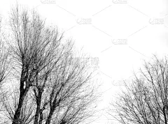 秃树,黑白图片,高雅,插画,艺术,水平画幅,形状,无人,绘画插图,计算机制图