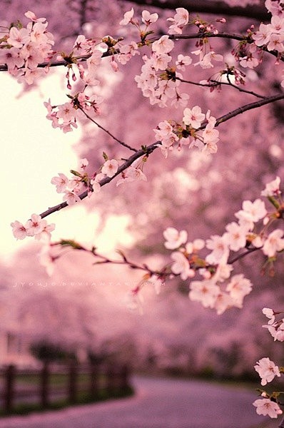 绝美日本樱花图片