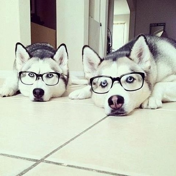 Hipster Huskies | Cu...