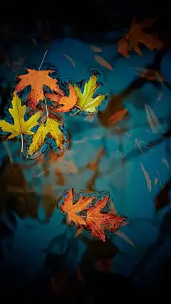 漂在水上的枫叶叶子手机壁纸 | Aladd设计量贩铺