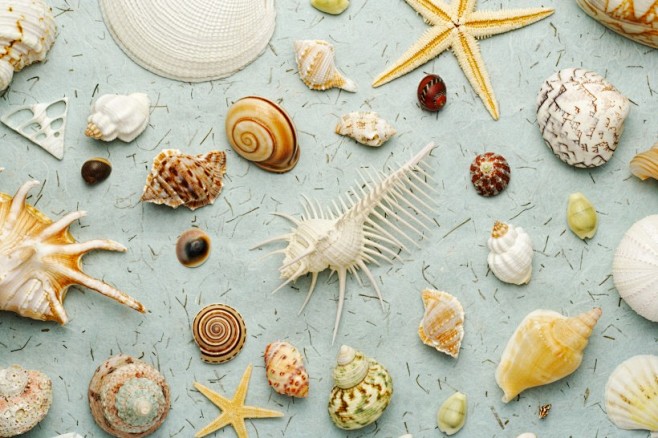贝壳和海螺图片