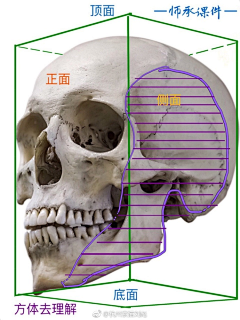 mxKLdtKJ采集到头骨