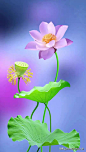 鲜花壁纸美图-图2