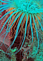 Anemone and Lucas shrimp - Sea of Cortez: 
