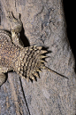 蜥蜴目·鬣蜥亚目·美洲鬣蜥科·盾尾蜥亚科：盾尾蜥