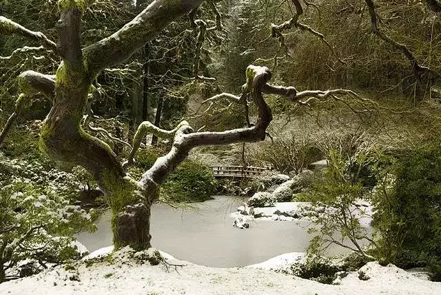 禅境景观 | 真不敢相信 最有名的日式花...