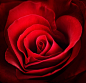 娇艳欲滴的深红色玫瑰花特写高清图片