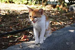 小猫的喵喵叫