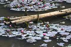 百合 花卉背景 桥 池塘 笔记本电脑壁纸 竹子 莲花 背景 漂亮