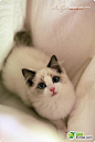 Ragdoll／布偶猫（拉格多尔猫） 　布偶猫是猫中体型和体重较大的一种猫。原产地于美国，祖先为白色长毛猫与伯曼猫，于1960年开始繁育，1965年在美国获得认可。 　　 　　布偶猫全身特别松弛柔软，像软绵绵的布偶一样，性格温顺而恬静，对人非常友善,忍耐性强,对疼痛的忍受性相当强，常被误认为缺乏疼痛感。非常能容忍孩子的玩弄，所以得名布偶猫，是非常理想的家庭宠物。

