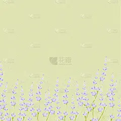 lavender flower bouguet background