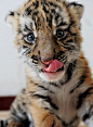South China Tiger Cub