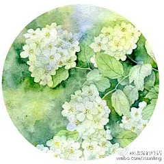 水彩--绣球花 - 高清图片，堆糖，美图壁纸兴趣社区