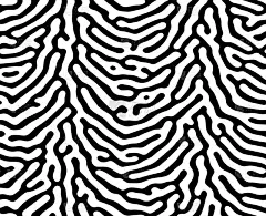 式样,斑马,动物皮,纺织品,虎,条纹,壁纸,黑白图片