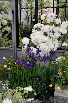 森野先何采集到Garden  plants 