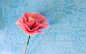 康乃馨是母亲节的礼物象征，今天小编给大家介绍的是折纸康乃馨的简单作法，与大家一起分享。  #手工# #DIY#