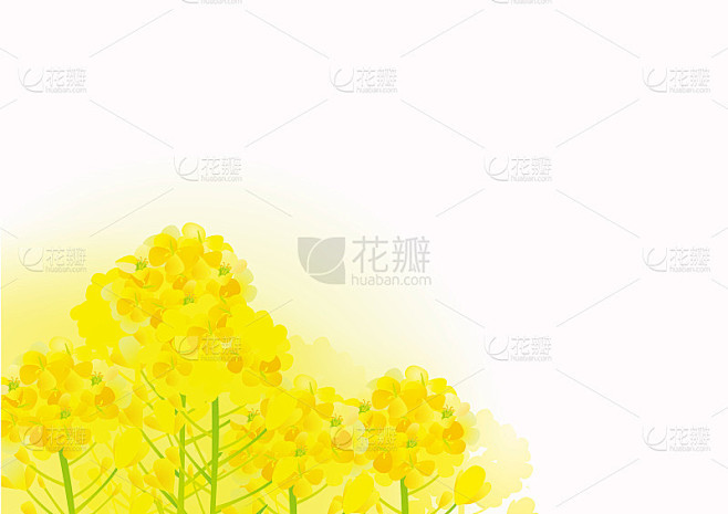 一幅美丽的油菜花插图