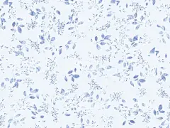 叶子  - 源文件下载【酷图网】叶子,水彩,清新,时尚,小碎叶,