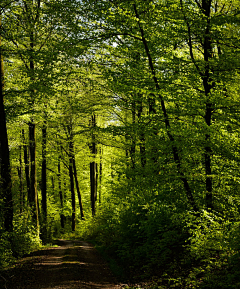 MadameFigaro采集到Forest