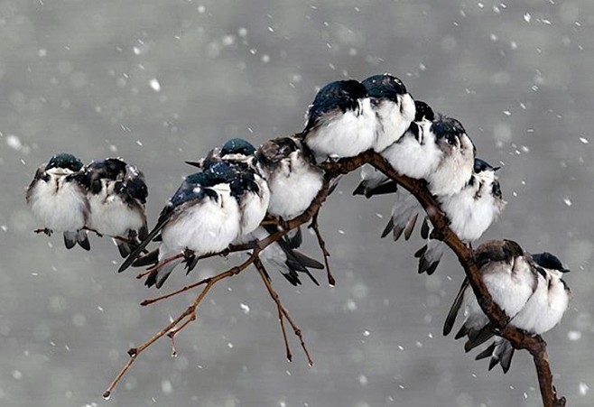 Tree Swallows