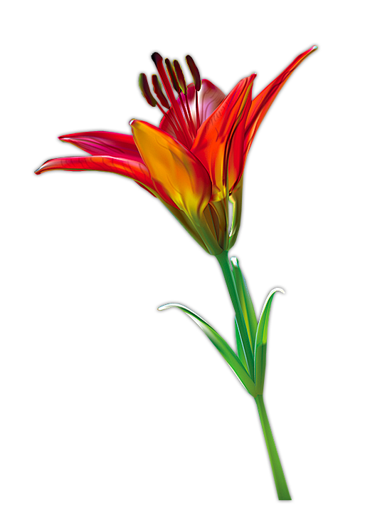 ps免抠素材史上最全的花类png透明素材293pps吧百度贴吧