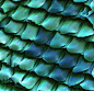 heythereuniverse:  Butterfly scales | Jo Angell Design Coloured Scanning Electron Micrograph (SEM) of scales from the wing of a peacock butterfly, Inachis io. These scales have an intricate design and overlap like the tiles on the roof of a building. They
